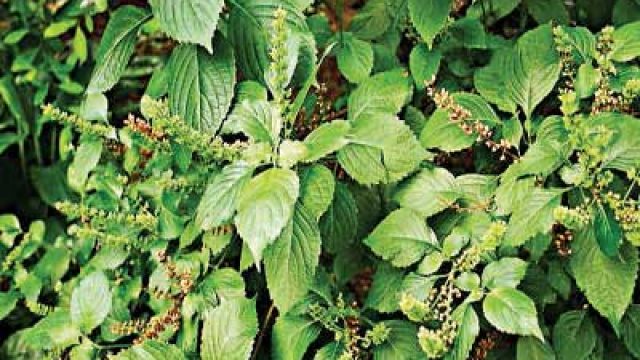 Health Benefits Of Scent Leaves