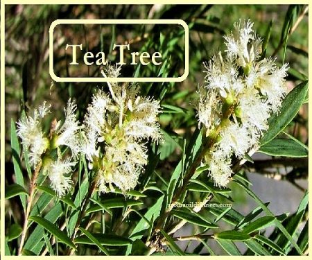tea tree oil for acne