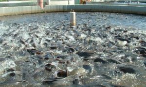 fish farming business nigeria