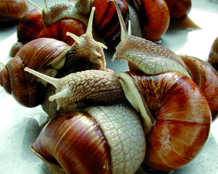 Snails Nutritional Benefits