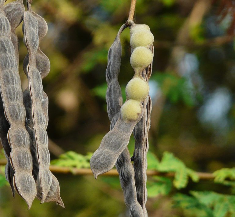 Bagaruwa/ Acacia Health Benefits For Women FabWoman