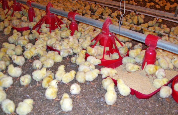 poultry farming business nigeria 