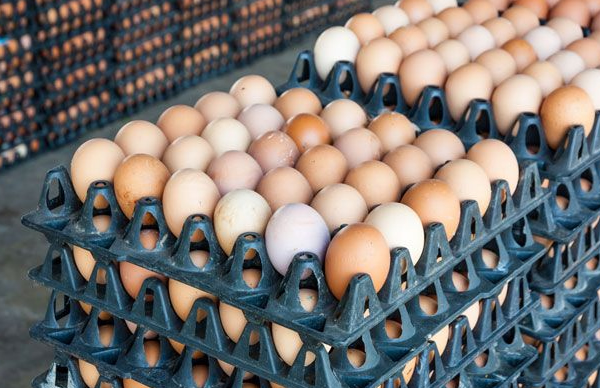 Egg Distribution Business In Nigeria: Things To Know | FabWoman