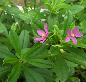 WaterLeaf Health Benefits To Women | FabWoman