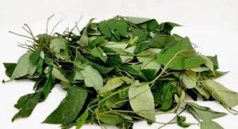 6 Health Benefits of Uziza Leaf