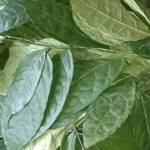 editan leaf