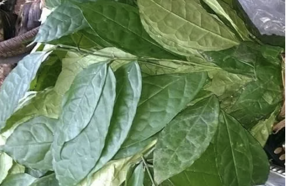 editan leaf