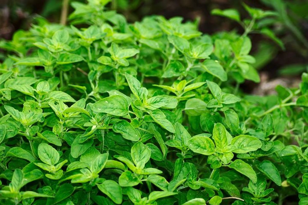 oregano leaf