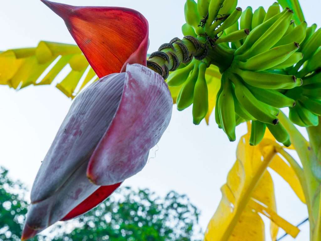 banana-blossom