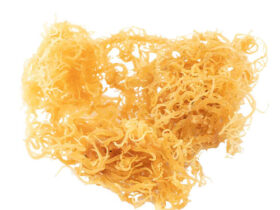 Sea Moss Benefits For Women